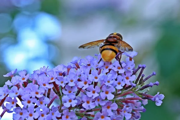 a symbiotic relationship flowers and bees edn tech