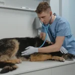 how much do vet techs make